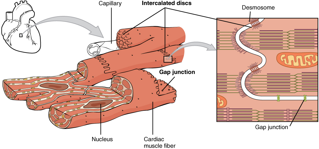 Figure 2: Heart muscle organisation. Cells are tightly connected via specialised structures (among which gap junctions and desmosomes are represented here on the left) to create a supra cellular structure (syncytium); at the macroscopic level they form the cardiac fibres. (illustration from Open Stax Anatomy & Physiology, CC-By license)